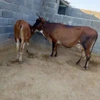 گاو جرسی