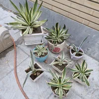 گیاه سبز و سرحالِ آگاو