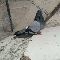 سه جفت کفتر دونسته|پرنده|لاران, |دیوار