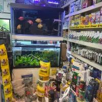 آکواریوم بزرگ جزیره|ماهی|اردبیل, |دیوار