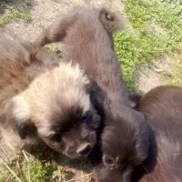 فروش 4سگ پاکوتاه|سگ|فریدون‌کنار, |دیوار