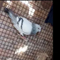 سلام 9تا کفتر