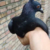 کبوتر المانی زاغ کاکل نر