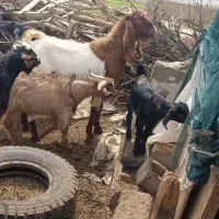 کهره چپش روزگاری