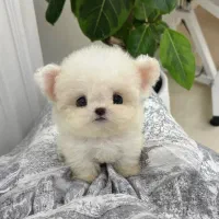poodle maltese
