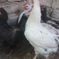 خروس گلین|حیوانات مزرعه|کهک, |دیوار