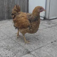 ویاندوت بوف|حیوانات مزرعه|مشهد, ویلاشهر|دیوار