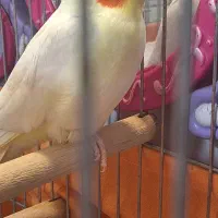 عروس هلندی نر