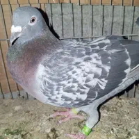 هفت عدد پلاکی