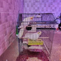 فروش عروس هلندی