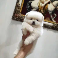 پامر خرسی وارداتی