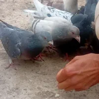 مینو دشت پلیس راه روستا شرکت صحرا