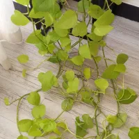 پتوس نئون|گل و گیاه طبیعی|کرج, کوی امامیه|دیوار