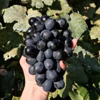 نهال انگور بلک سیدلس نهالستان سالم نهال