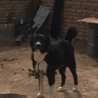 ماده گله ایی