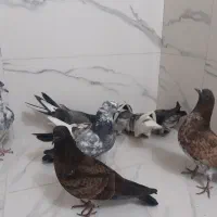 کبوتر جوجه عالی|پرنده|قرچک, پارک جنگلی|دیوار