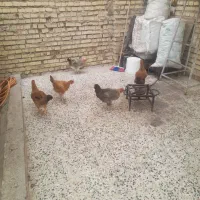 مرغ
