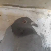 کفترالمانی