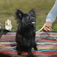 سگ پامر|سگ|آبپخش, |دیوار