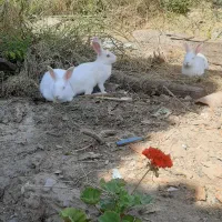 خرگوش سفید چشم قرمز