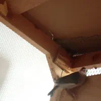 فنچ نرگسی و زفنچ زبرا|پرنده|قم, زند آباد|دیوار