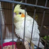 جوجه عروس|پرنده|قم, سربخش|دیوار