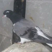 چار تا کفتر|حیوانات|الوند, |دیوار