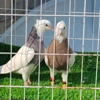 فروش کبوتر طوقی