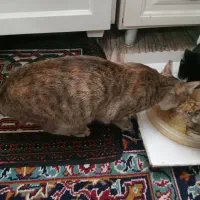 گربه