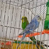 مرغ عشق سالم و سر حال|پرنده|اهواز, بهارستان|دیوار