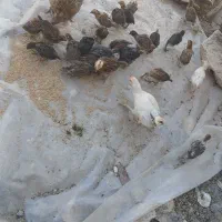 مرغ با جوجه