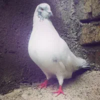 کبوتر گم شده