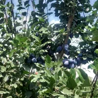 باغ در گرنگاه|فروش دفتر صنعتی، کشاورزی، تجاری|اهر, |دیوار