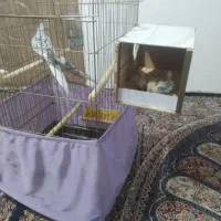 ی جفت عروس هلندی مولد دستی  مولد با ۳تا جوجه