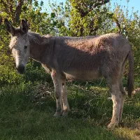 الاغ ماده فروشی (خر)ابستن