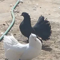 کبوتر تزیینی دم چتری پرپا کاکلی