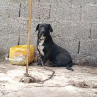 سگ نژاد لابرادور رتریور . واگذاری