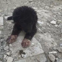 سگ قهدریجانی