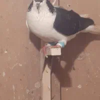 چپ جفتی معاوضه