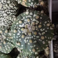 استریاس|گل و گیاه طبیعی|تهران, سلیمانی|دیوار