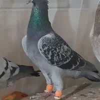 کفتر|پرنده|زاوه, |دیوار