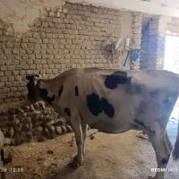 گاو