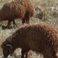 فروش۷۰ راس بره نر و ماده (عربی) با وزن مناسب(غوله)