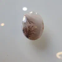 سنگ شجر اصل