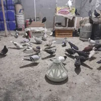 به خاطر مشکل مالی میخوام کبوتر هارو بفروشم|پرنده|گلمکان, |دیوار