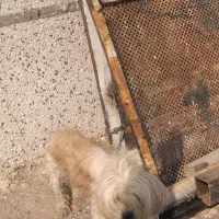 سگ پا کوتا ماده.|سگ|بشاریات, |دیوار