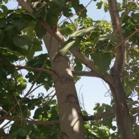 فروش منزل مسکونی در جایدشت