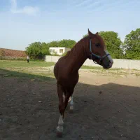 اسب نریون ۷ ساله