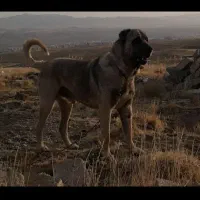 سرابی اصیل سنگین وزن