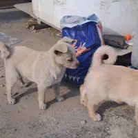 سگ پامر شیوا نرو ماده.با پدرمادر دار|سگ|پاکدشت, پاکدشت (مامازند)|دیوار